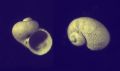 Granigyra&nbsp;granulifera